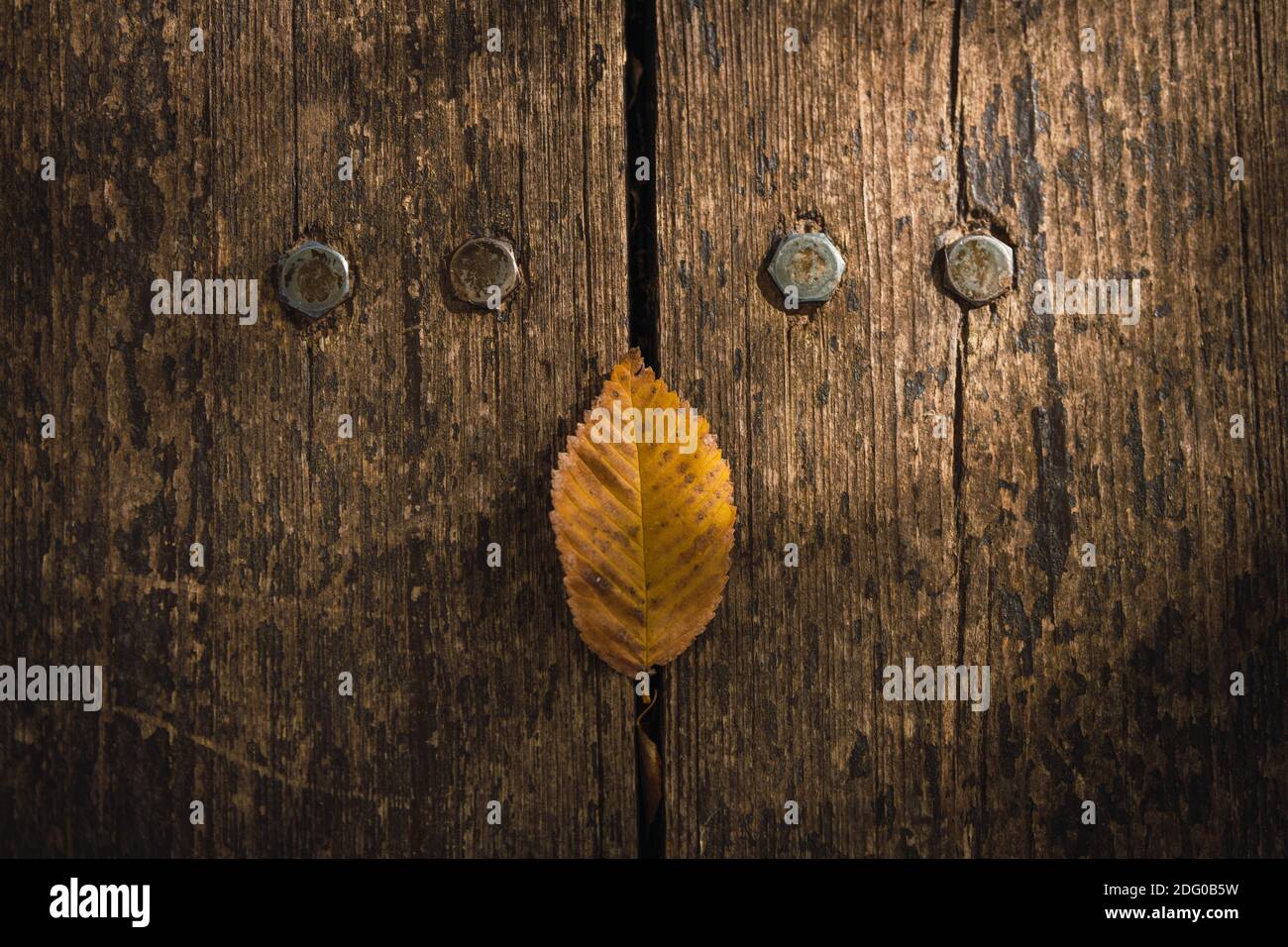 foglia gialla d'autunno su legno invecchiato con viti metalliche Foto Stock