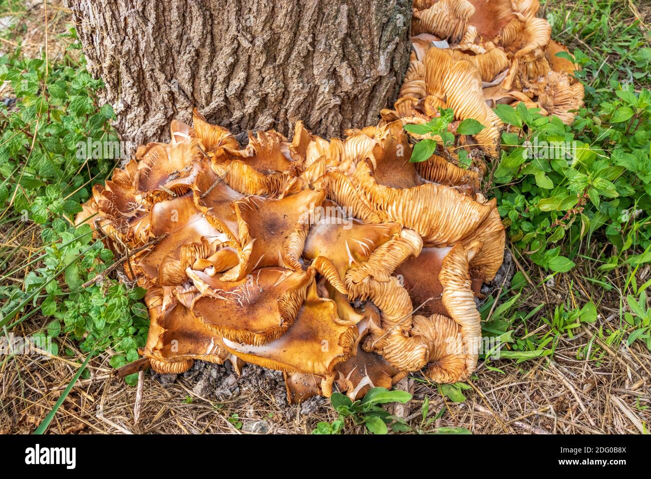Agaricales, funghi Gilled comuni che crescono intorno a un albero di gelso, Morus alba Foto Stock
