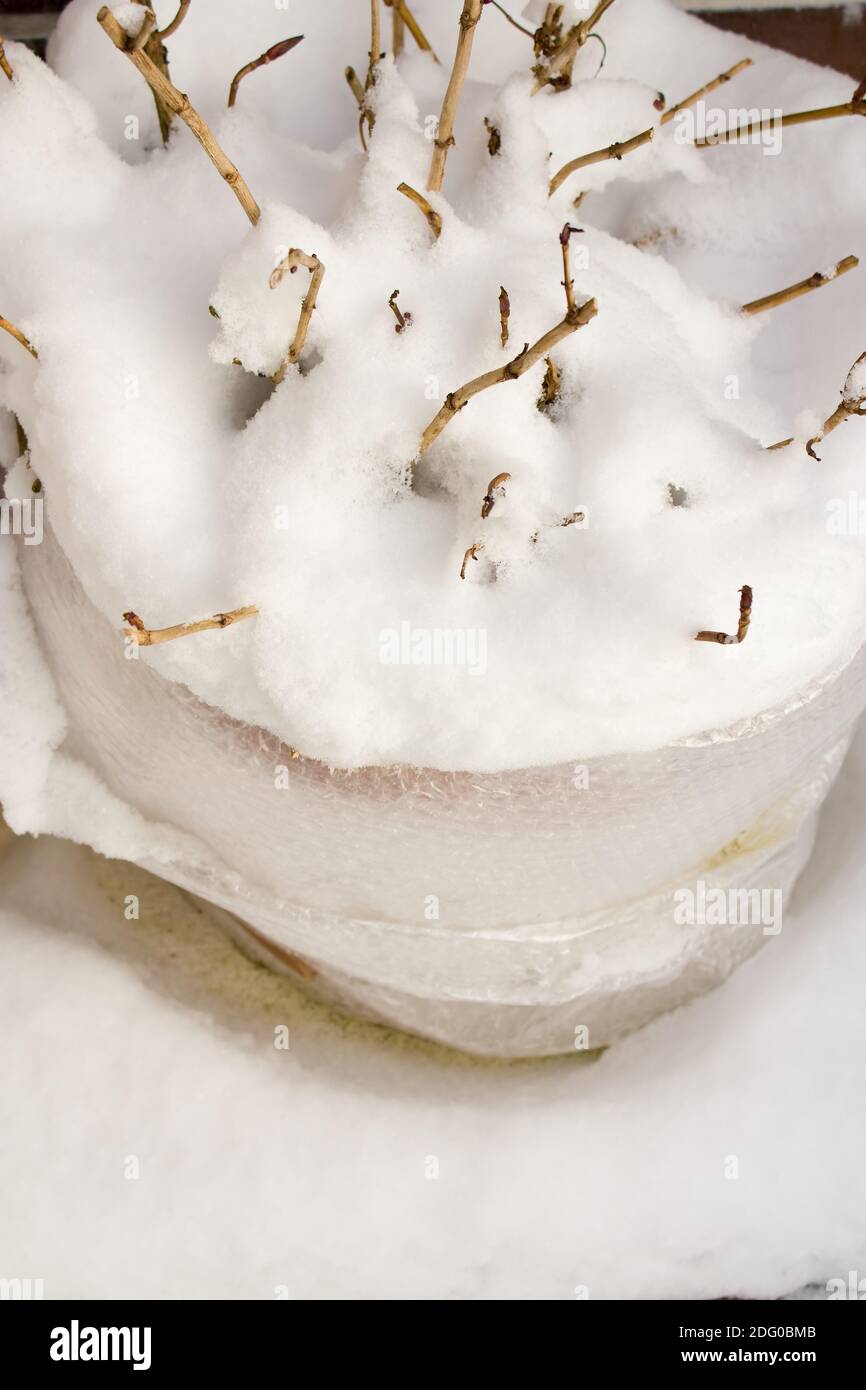 Nahaufnahme einer Ã¼berwinternden Hortensie im Schnee. Foto Stock