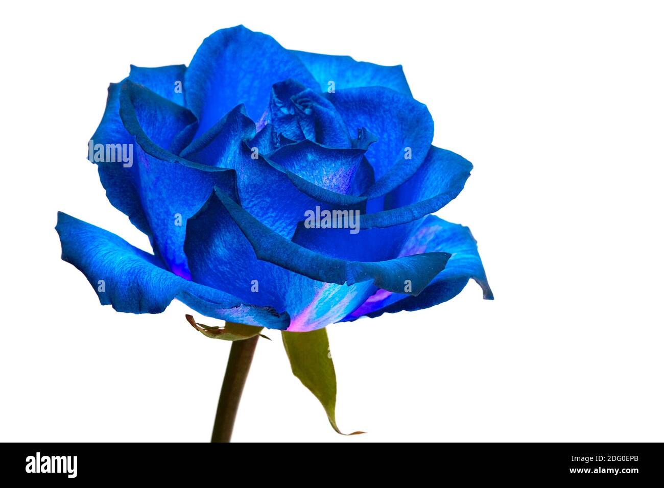 Rosa blu su sfondo bianco Foto Stock