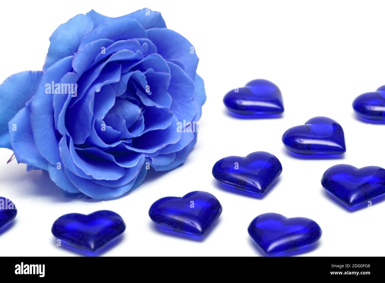 Rosa blu con cuori su sfondo bianco Foto Stock