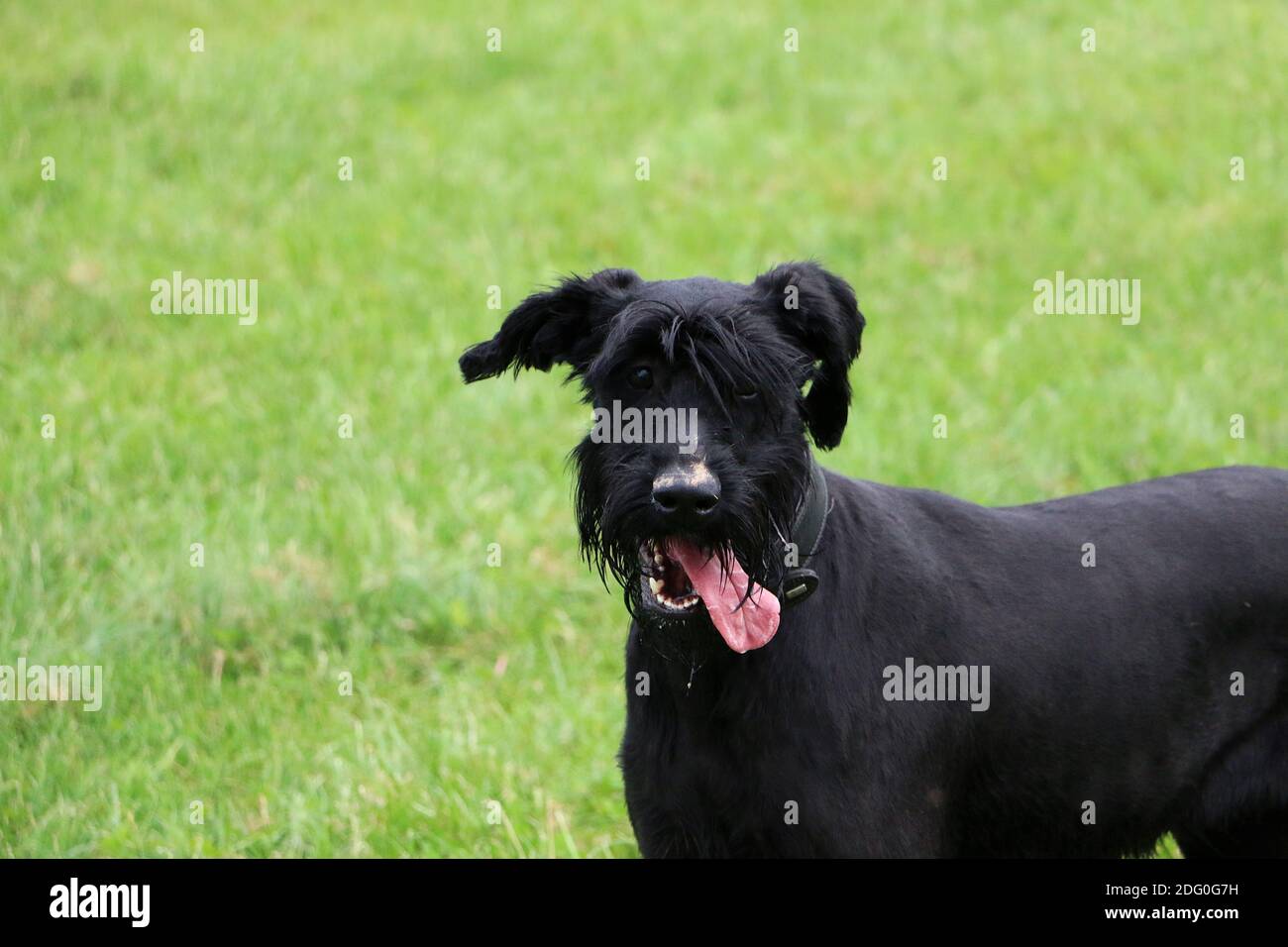 Un closeup di un divertente nero gigante Schnauzer con la sua lingua Foto Stock
