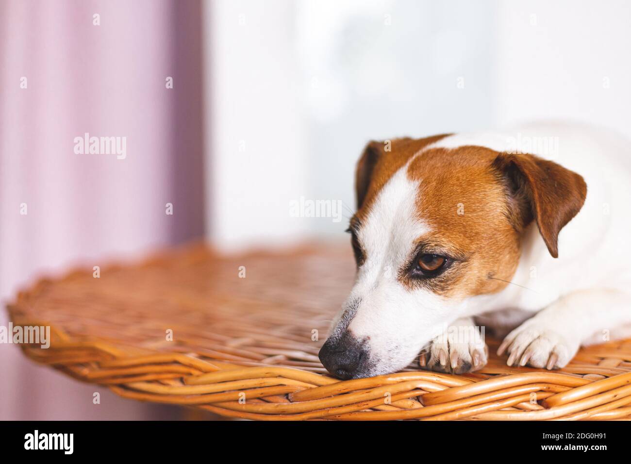 Primo piano ritratto di un bel cane bianco con orecchie marroni. Giorno del cane. Spazio di copia. Interni domestici, comfort. Foto Stock