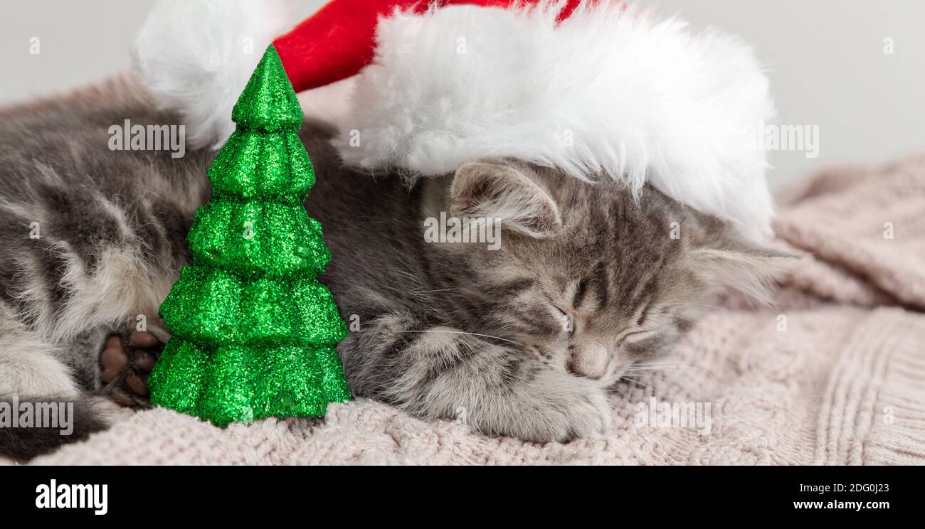 Ritratto di gatto di Natale, gattino in cappello di babbo natale che dorme vicino alla miniatura dell'albero di Natale. Gattino grigio di capodanno che dorme su una plaid rosa. Lungo Foto Stock