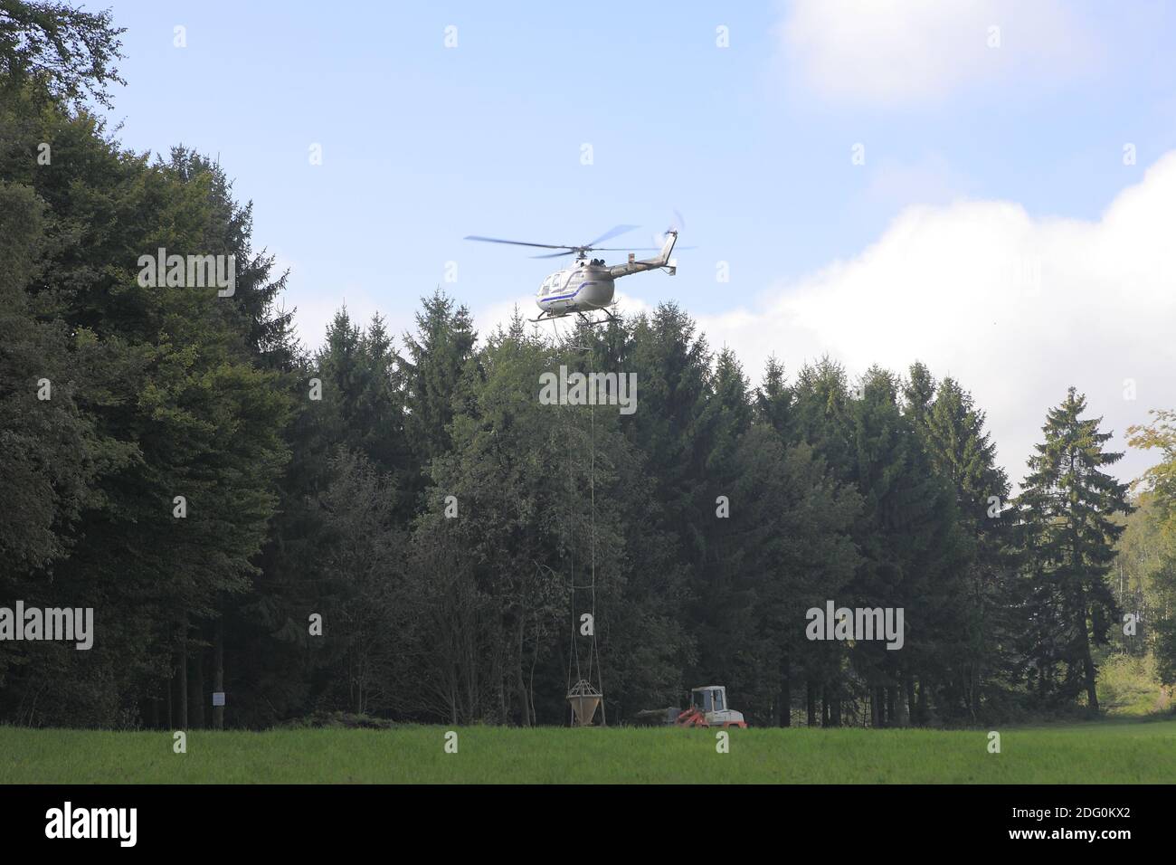 Limatura della foresta Foto Stock