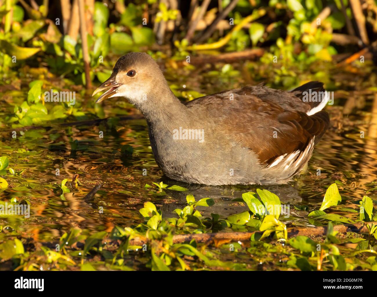 Gallinule comune (Gallinula galeata), Sacramento National Wildlife Refuge, California Foto Stock