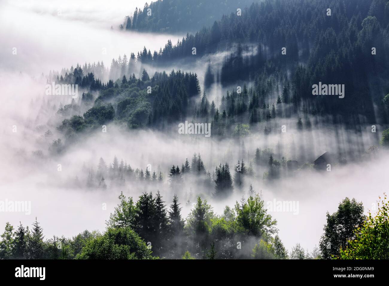 Incredibile nebbia morning.Landscape con alte montagne. Foresta dei pini. La nebbia di mattina presto. Luogo turistico. Paesaggio naturale. Giorno d'estate. R Foto Stock