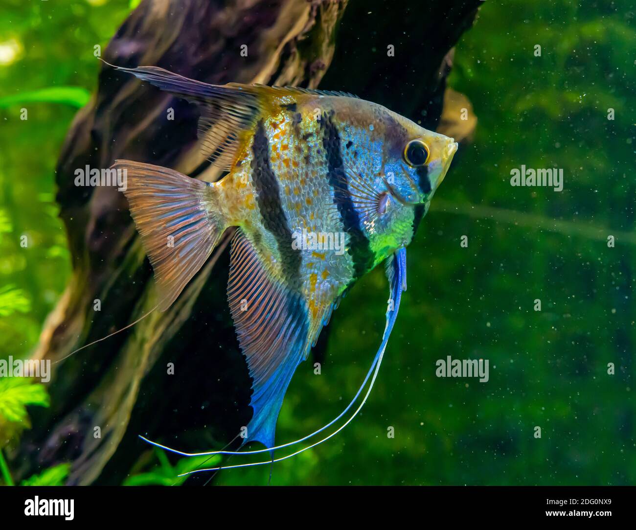 Un comune pesce angelo d'acqua dolce proveniente dalla giungla amazzonica in un acquario di pesci. Foto Stock