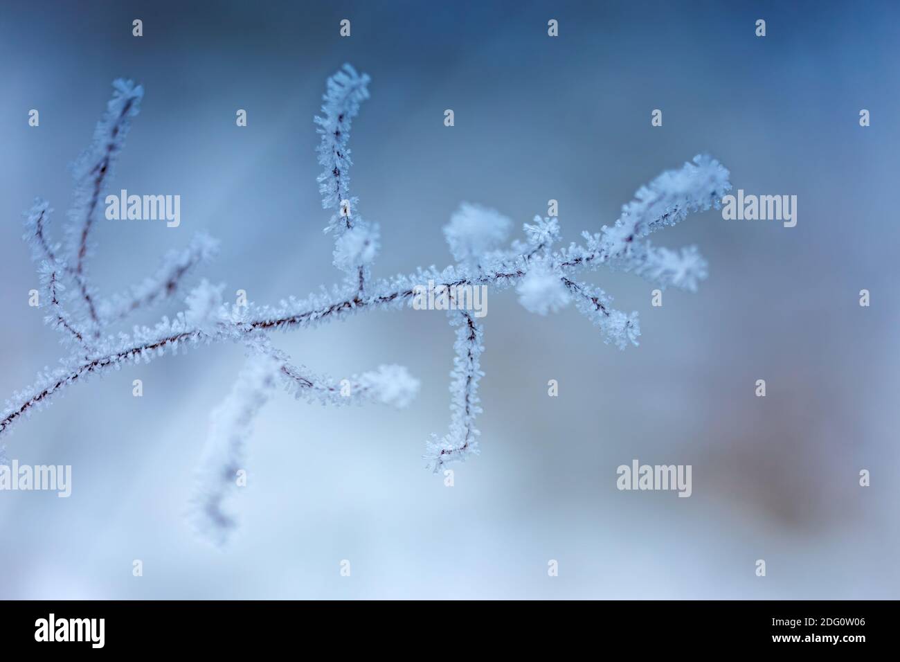 Un ramo bianco completamente smerigliato sul cielo blu luminoso. Un ramo coperto di brina bianca con lo sfondo blu brillante del cielo Foto Stock