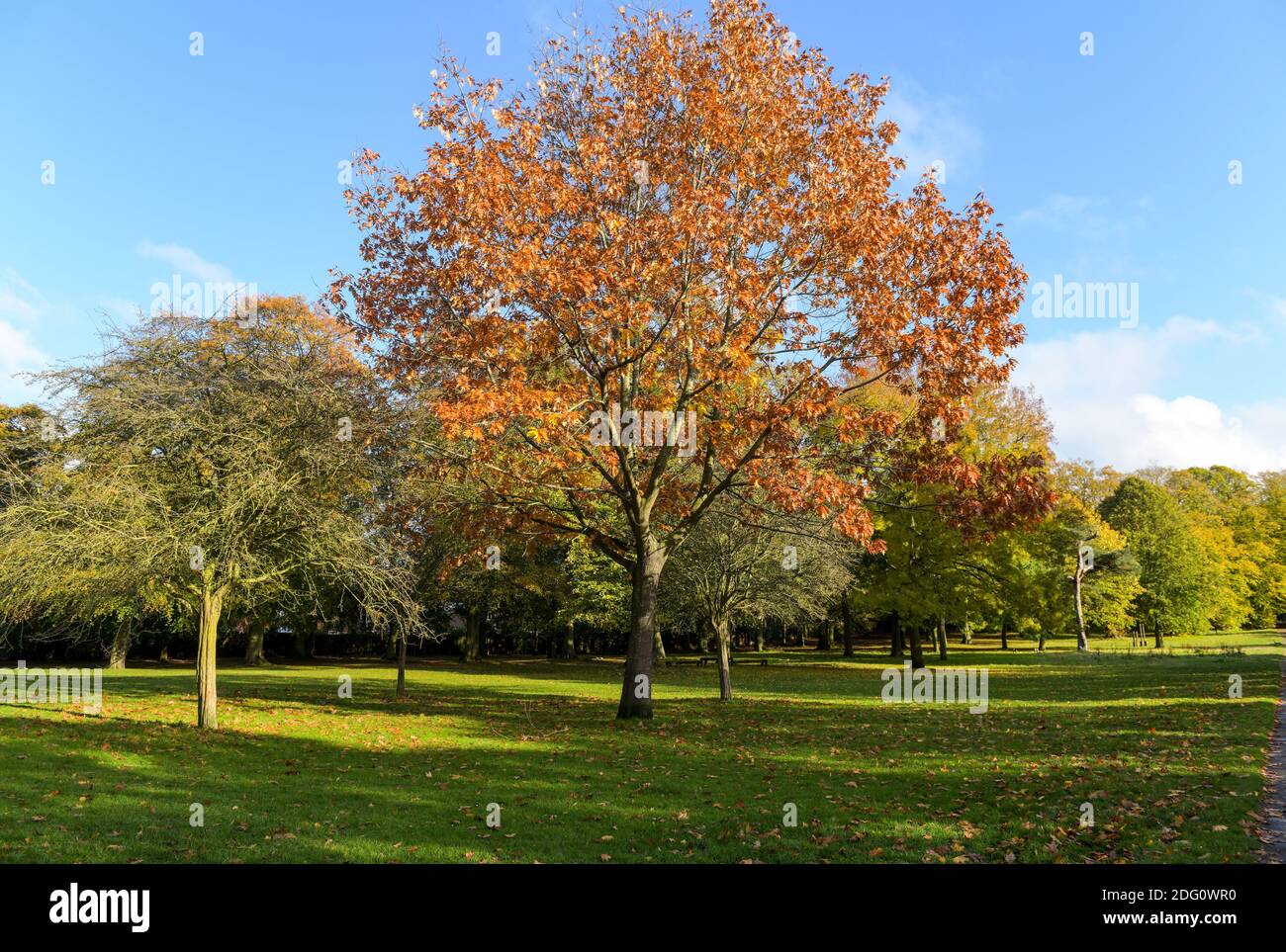 Il North East Lincolnshire e l'area circostante sono immersi in meravigliosi colori autunnali. Weelsby Woods martedì 29 ottobre 2019. Foto Stock