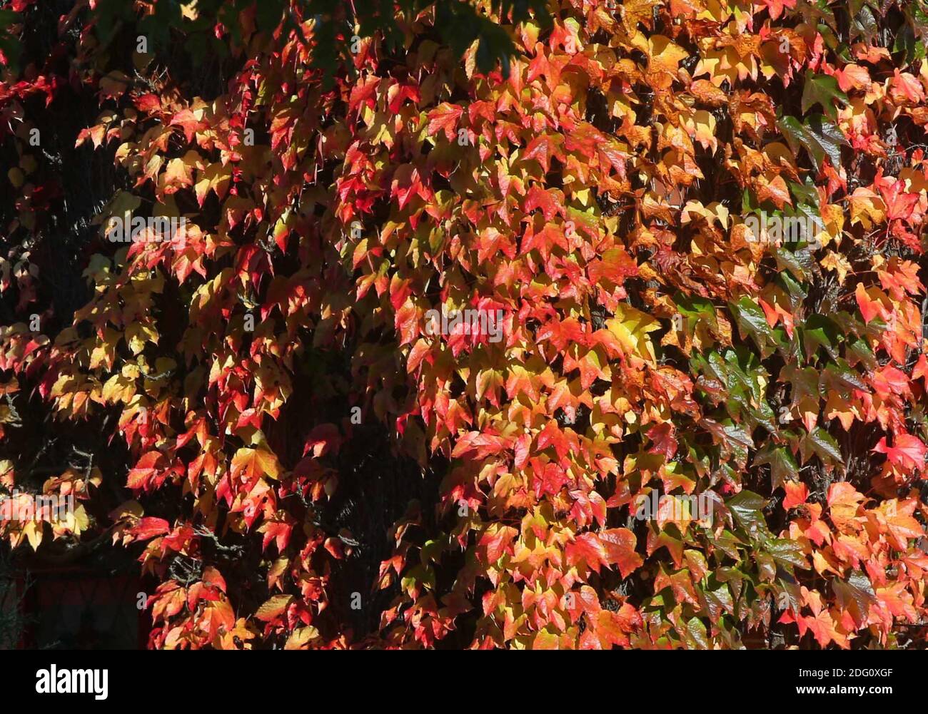 Colori autunnali nella Tyne Valley, Newcastle, venerdì 18 ottobre 2019. Foto Stock