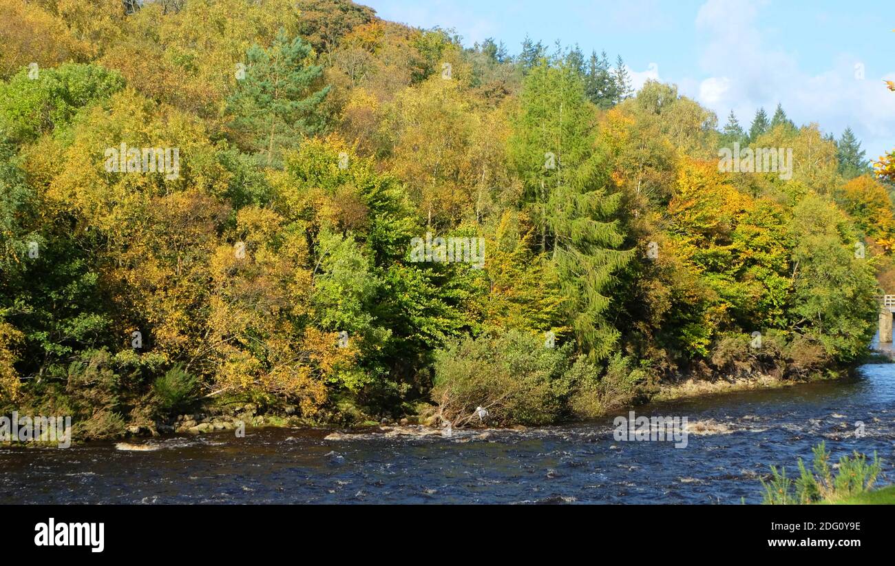 Northumberland abbellire la lunghezza e l'ampiezza della contea con i colori dell'autunno. Banche del Tyne a Featherstonehaugh vicino Haltwhistle.Domenica 11 ottobre 2020. Foto Stock