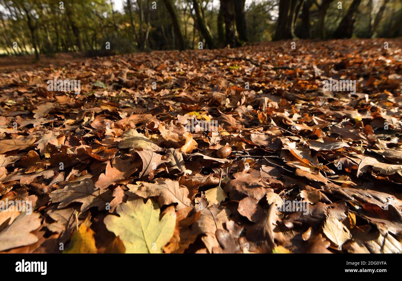 Camminatori con foto fuori godendo il sole di fine autunno a Sutton Park, Sutton Coldfield, Birmingham, Giovedi 12 novembre 2020. Molte persone stanno cogliendo l'opportunità di utilizzare le aree pubbliche durante il mese di chiusura a lungo per una seconda volta. Foto Stock