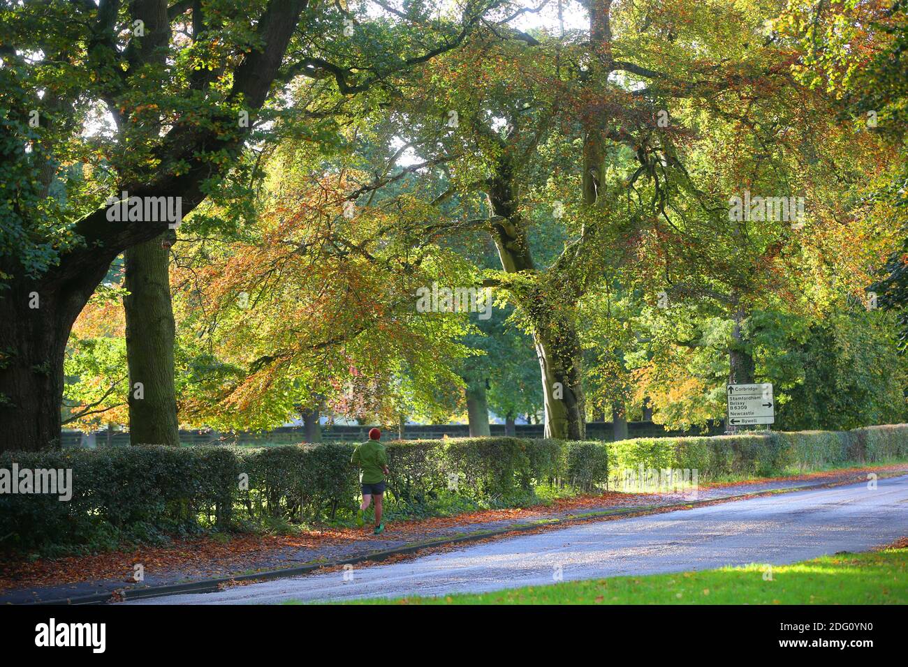 Colori autunnali nella Tyne Valley, Newcastle, venerdì 18 ottobre 2019. Foto Stock