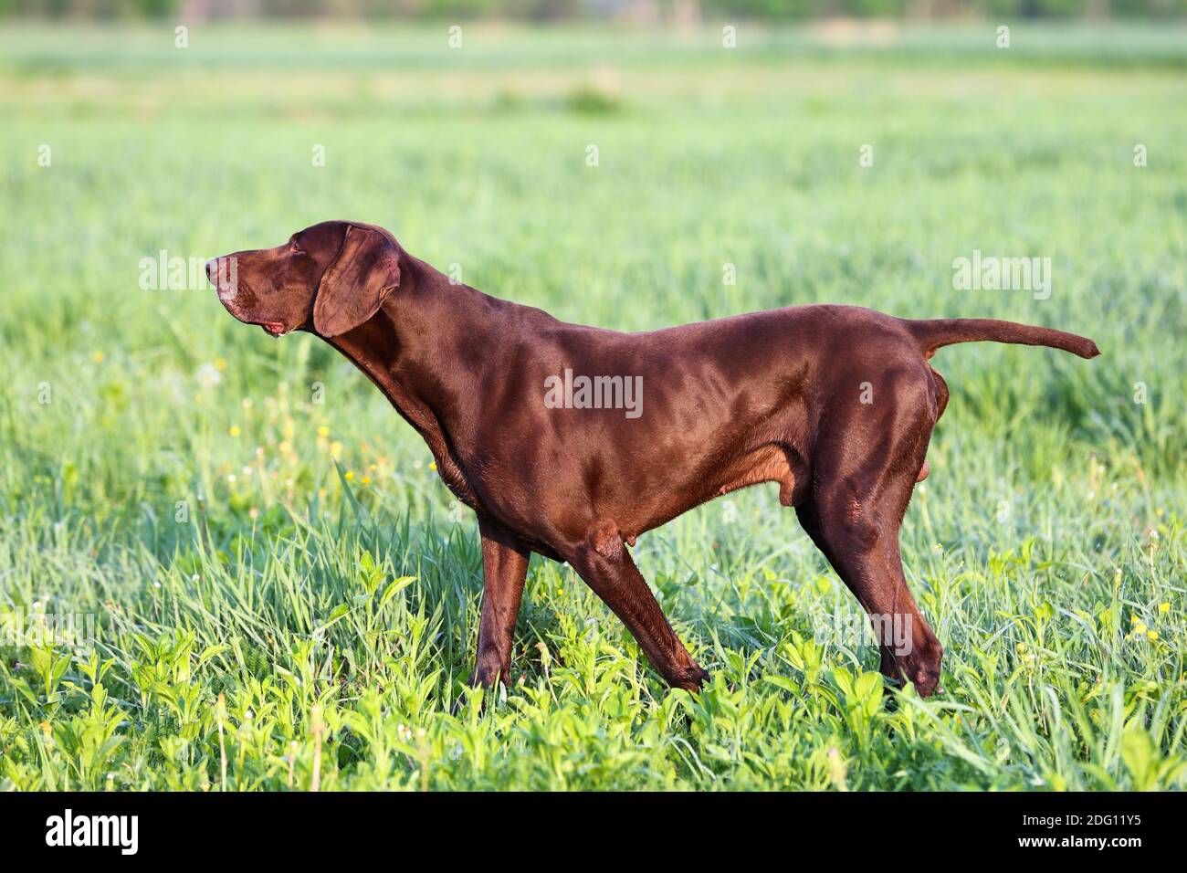 Il cane da caccia marrone. Un muscoloso, il tedesco Shorthaered Pointer, un purosangue, si trova tra i campi in erba nel punto, sniffato il SM Foto Stock