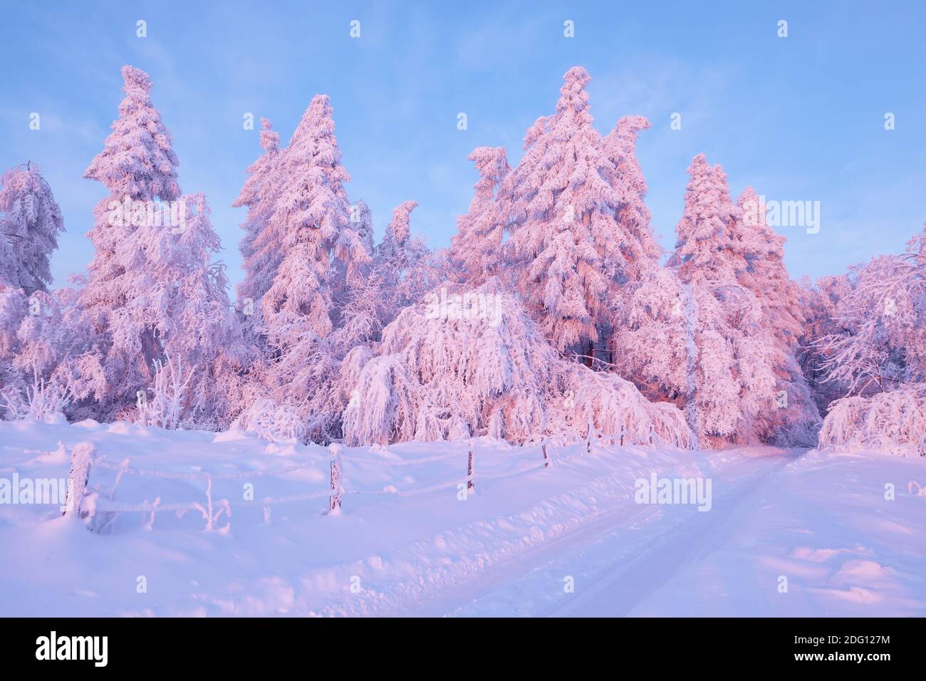 Foresta mistica. Bella alba sulla fredda mattina d'inverno. Sul prato innevato si trova un sentiero a trodden che conduce alla foresta. Cielo blu. Foto Stock