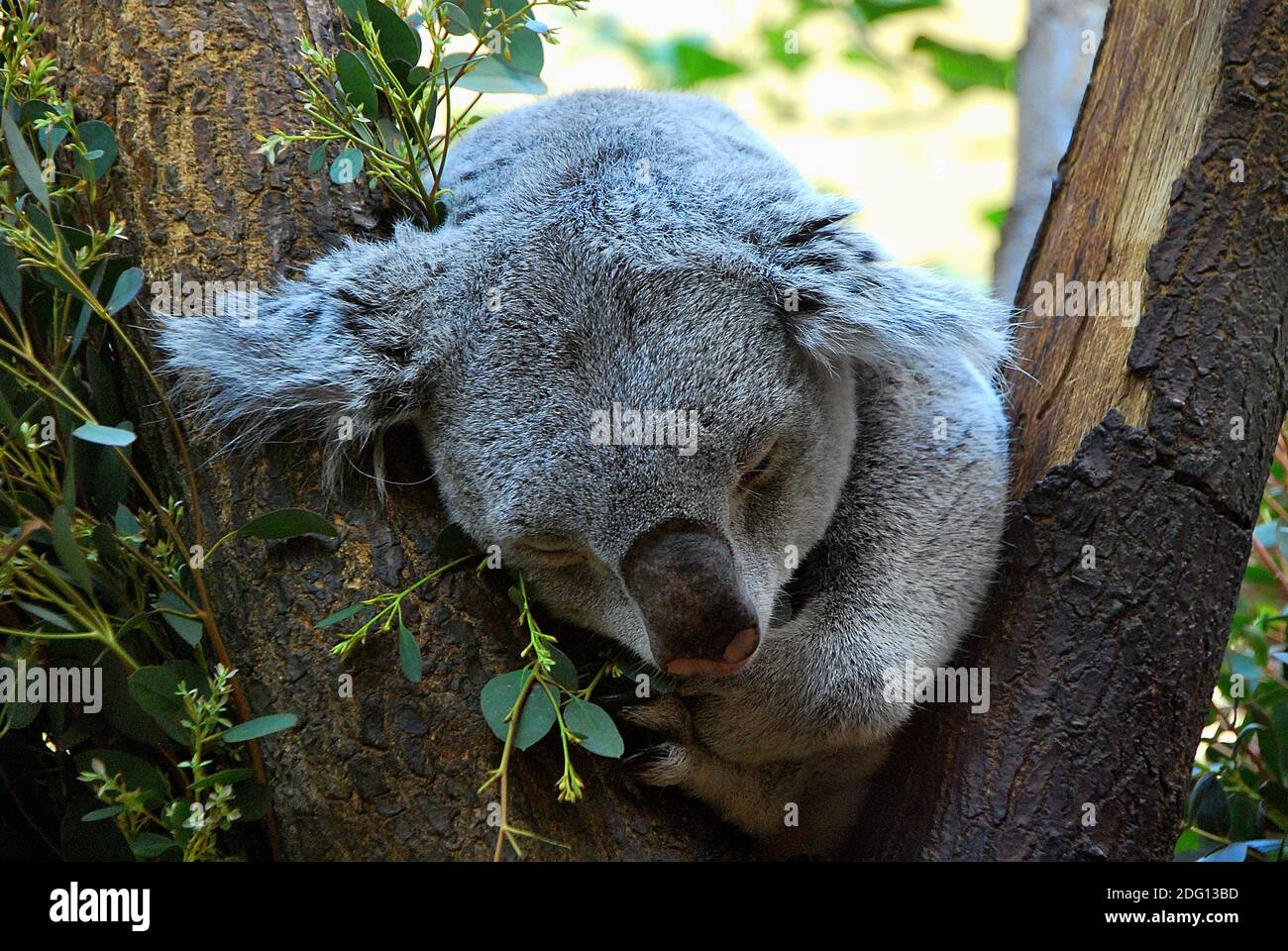 Un piccolo koala che dorme su un albero Foto Stock