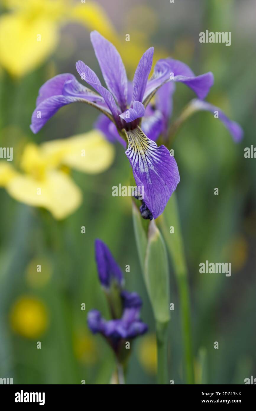 Iris versicolor - Bandiera Blu più grande Foto Stock
