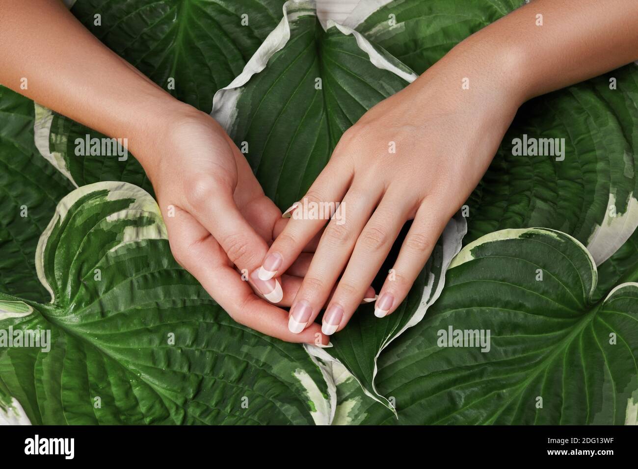 Belle Palme femminili con perfetto manicure francese su foglie verdi sfondo. Estetica naturale per la cura delle mani. Chiodi leggeri Polish, pelle morbida pulita. Foto Stock