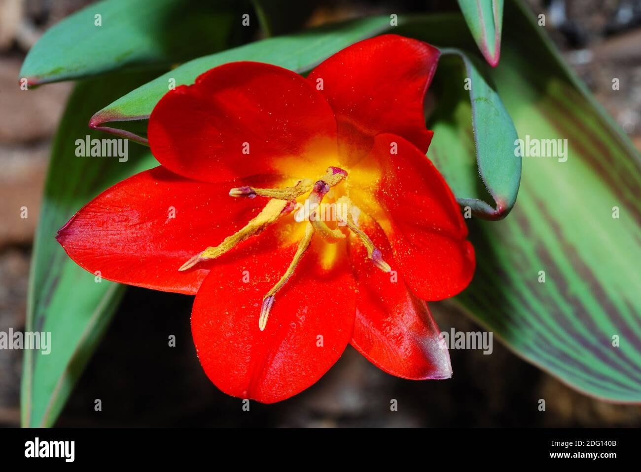 Tulipano selvatico Foto Stock