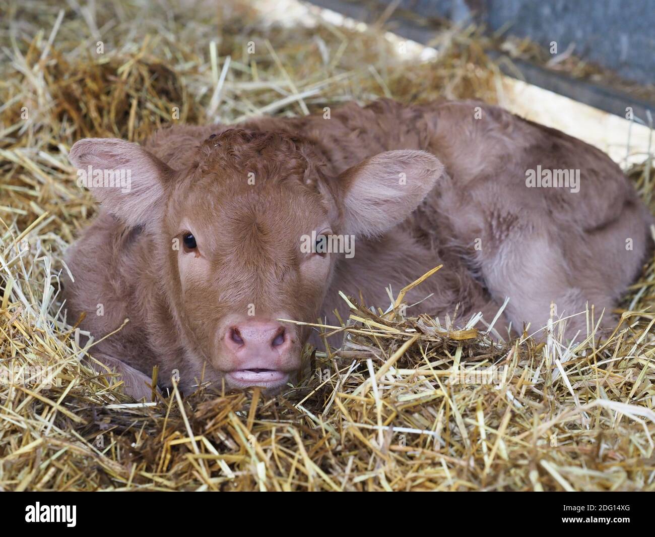 Un colpo di testa di un vitello molto giovane che si stese su un letto di paglia. Foto Stock