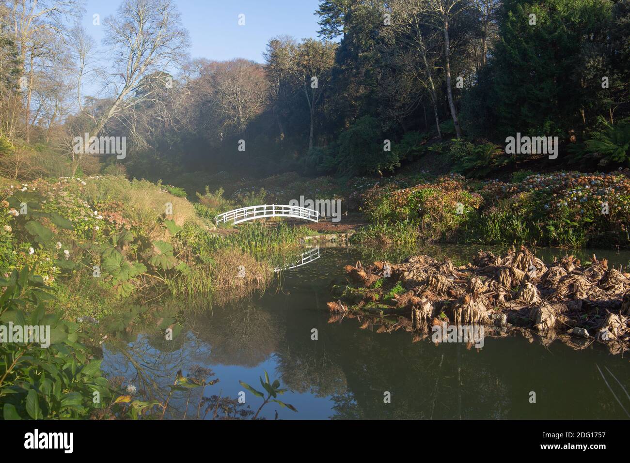 Lago che si affaccia sul lussureggiante bosco, Trebah giardini, Cornovaglia Foto Stock