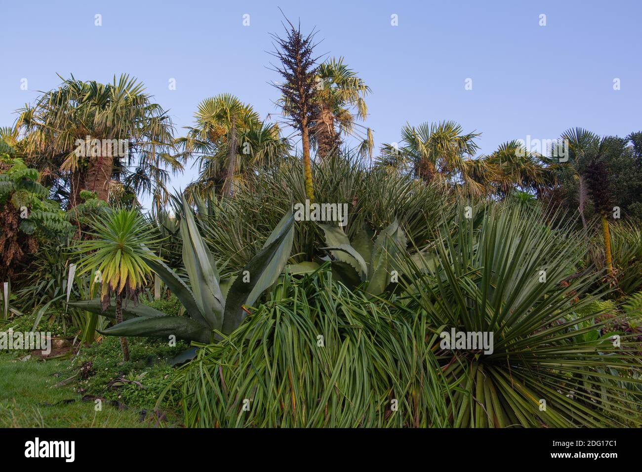 Guardando in su attraverso l'aloe vera attraverso gli alberi di fen al cielo blu d'inverno, giardini di Trebah, Cornovaglia Foto Stock