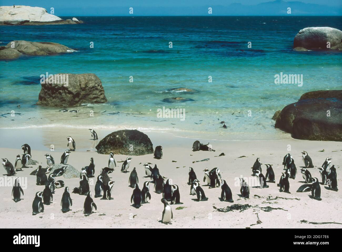 Boulders Beach a Simon's Town vicino a città del capo Sud Africa Foto Stock