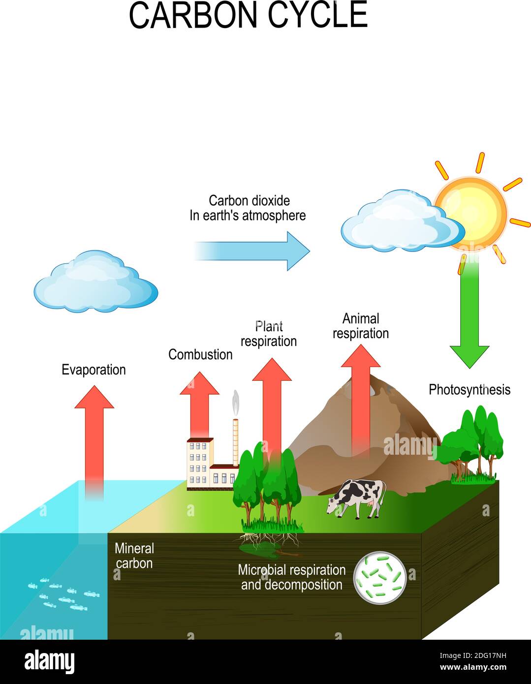 ciclo del carbonio. Il percorso del carbonio dall'atmosfera, in organismi viventi, poi trasformandosi in materia organica morta, e di nuovo nell'atmosfera. Vettore Illustrazione Vettoriale