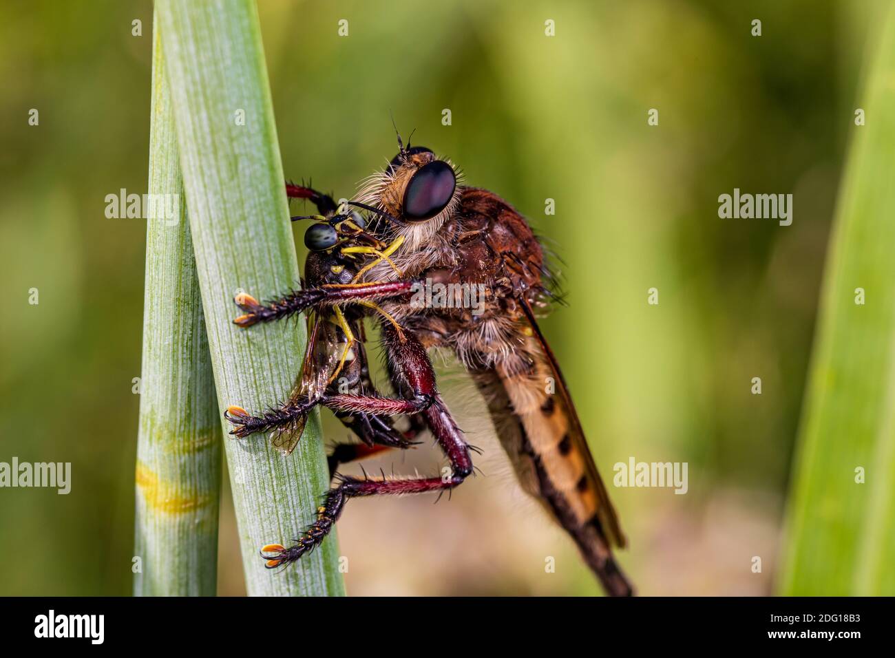 Primo piano di Robber fly uccidendo e mangiando una vespa. Concetto di insetto e conservazione della fauna selvatica, conservazione dell'habitat, e giardino fiorito cortile Foto Stock
