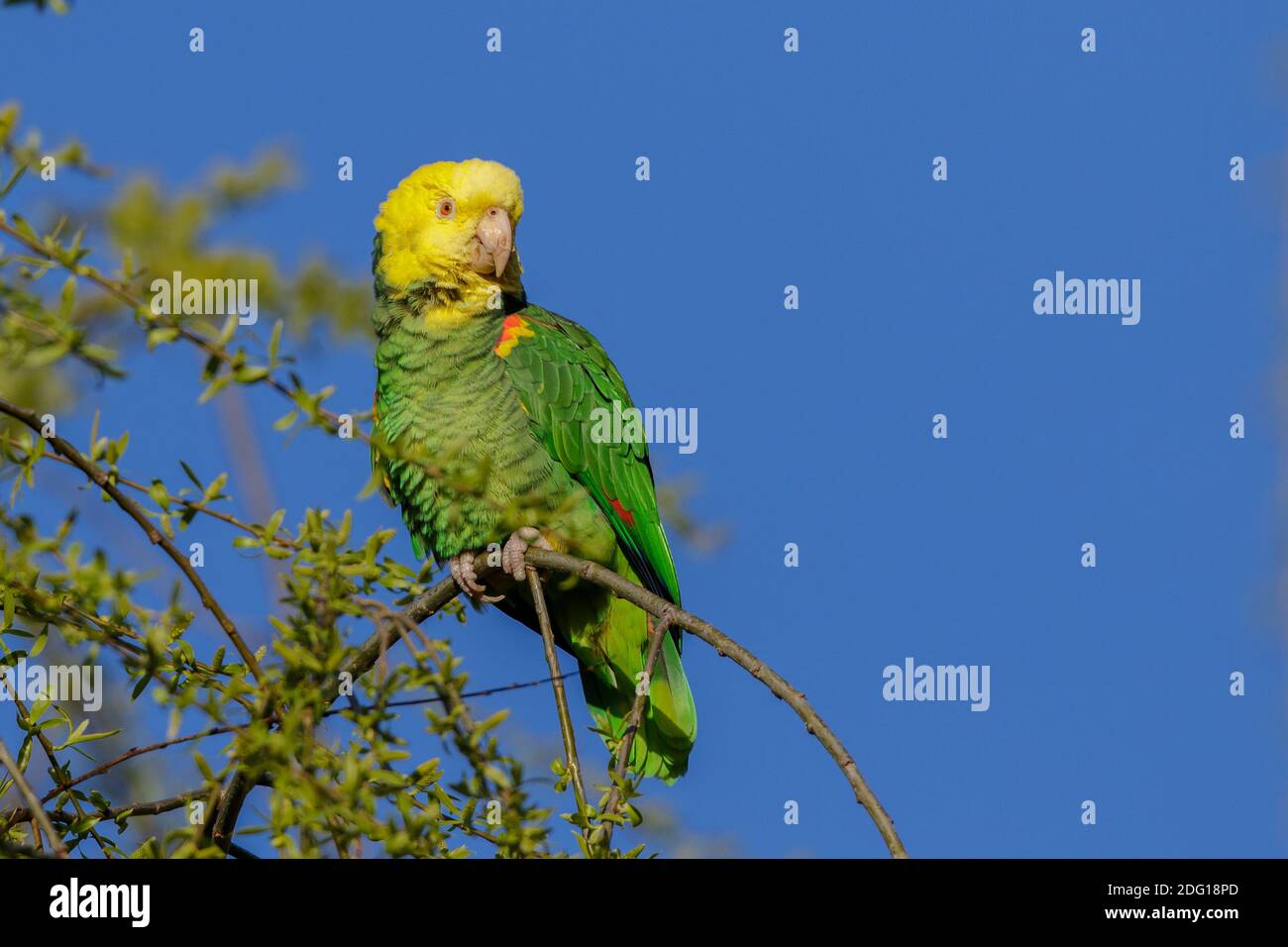 Gelbkopfamazone (Amazona oratrix) Foto Stock