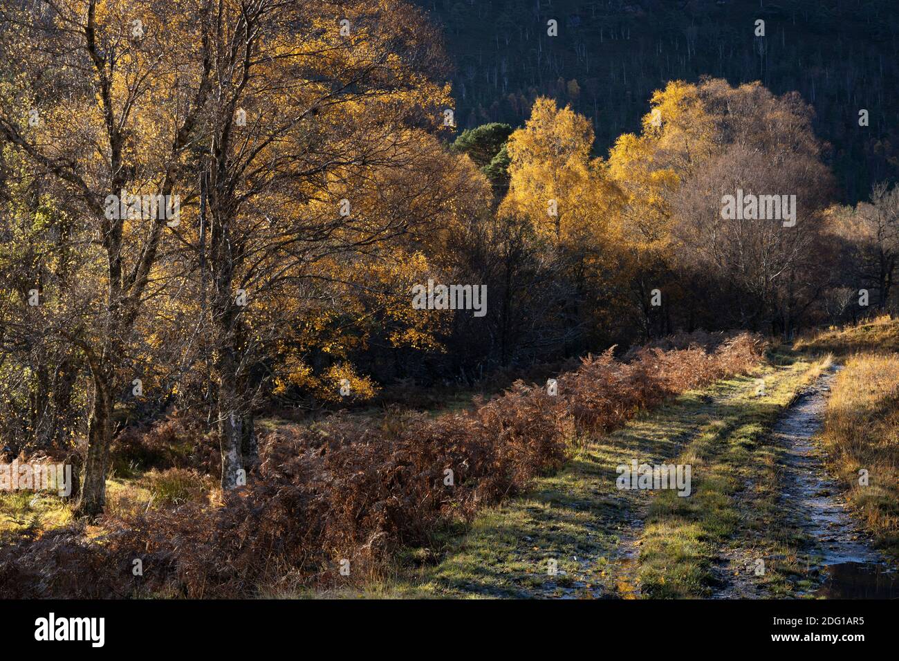 Il sole d'autunno si infrange sulle colline sugli alberi e su una pista fangosa. Glen Cannich, Highland, Scozia Foto Stock