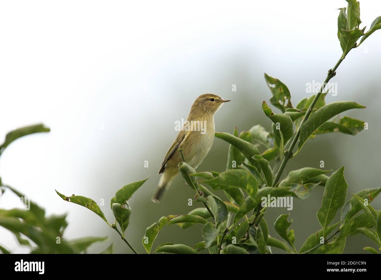 Chiffchaff, Phylloscopus collybita Foto Stock