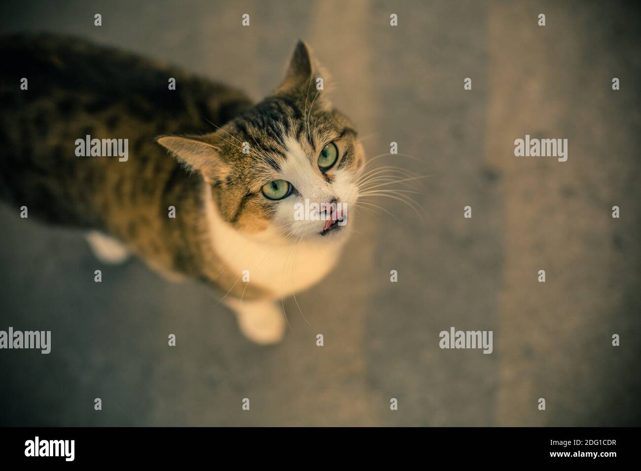 il gatto dagli occhi verdi lecca le labbra Foto Stock