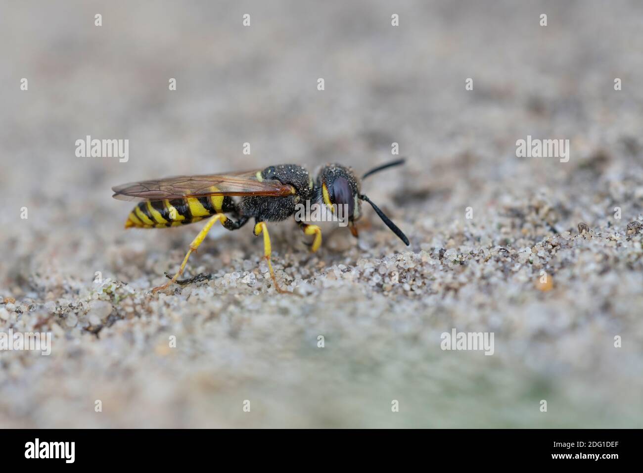 Bienenwolf, Philanthus triangulum,Bee Wolf Foto Stock