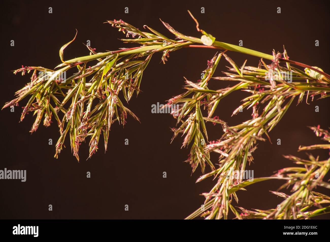 Fiori di citronella 10390 Foto Stock