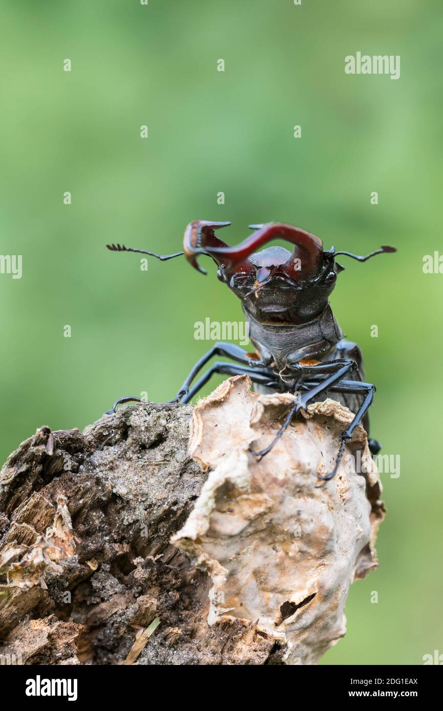 Maennlicher Hirschkaefer, Lucanus cervi, maschio Stag beetle Foto Stock