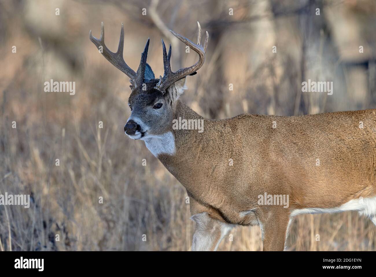 Cervi dalla coda bianca (Odocoileus virginianus) stag, Calgary, Alberta, Canada Foto Stock