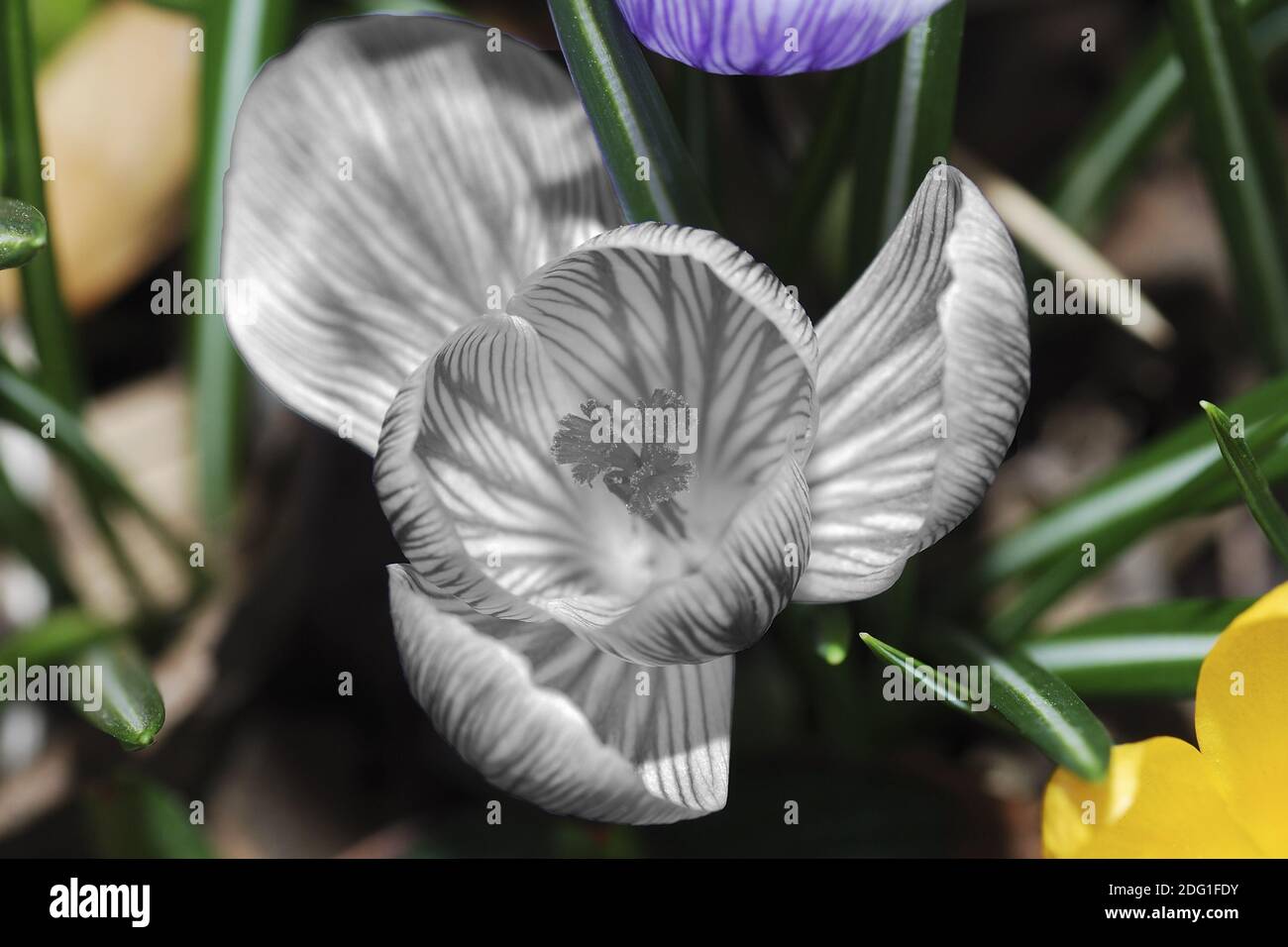 Fiore grigio crocus Foto Stock