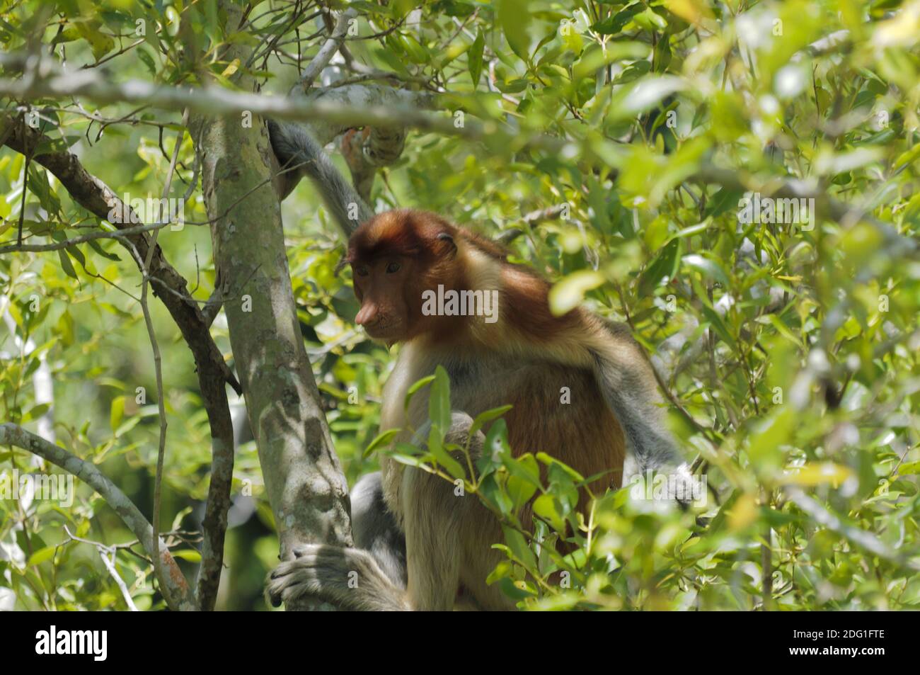 Scimmia di Proboscis su un albero di mangrovie sull'isola di Borneo, Sarawak, Malesia Foto Stock