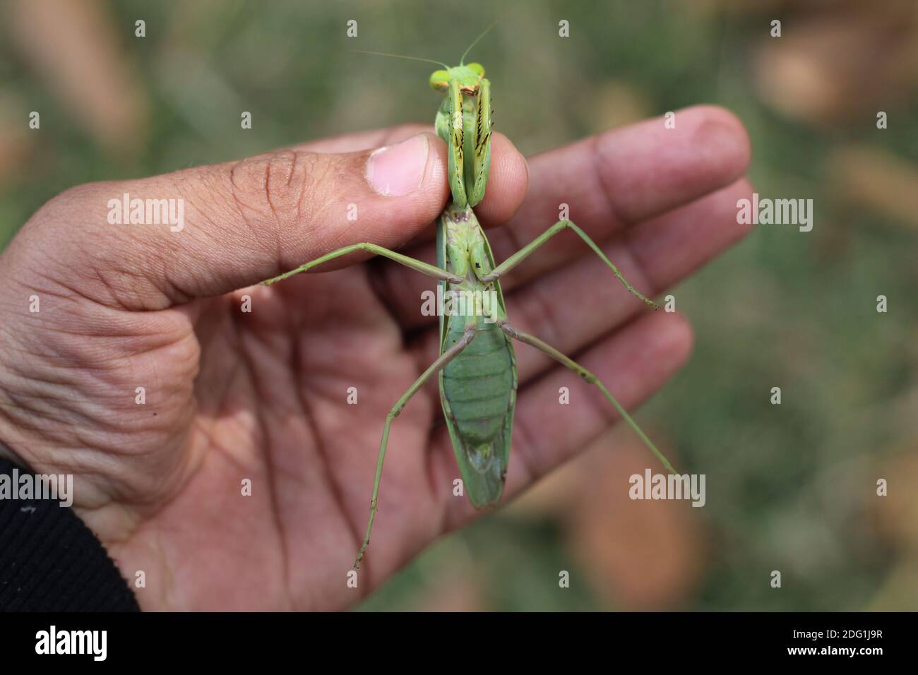 mortale mantis verde in mano matis insetto in mano hd vista ravvicinata della mantide verde Foto Stock