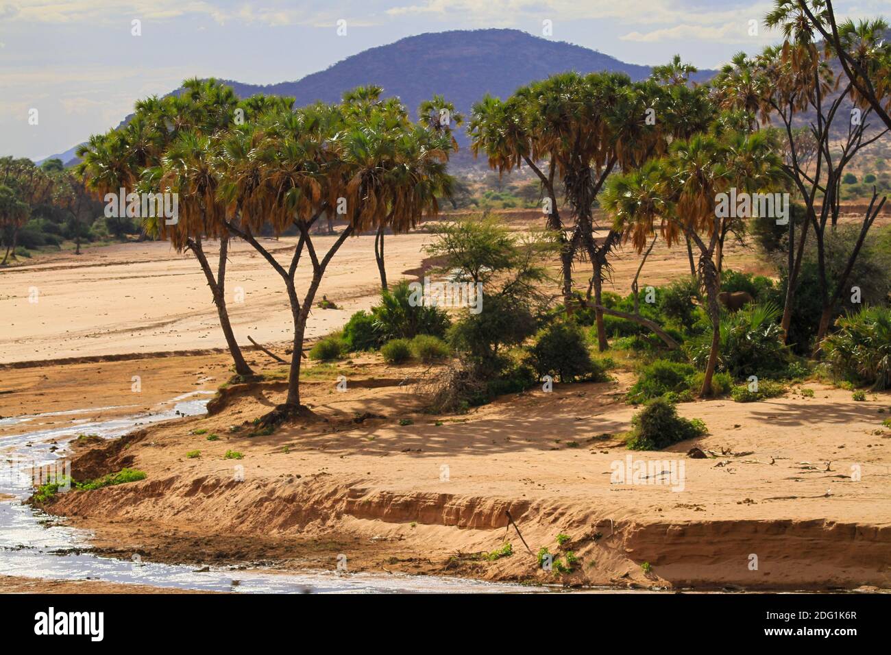 Le palme di Doum crescono lungo le rive del fiume secco 'Ewaso ng'iro', Samburu Buffalo Springs Reserve, Kenya, Africa. Destinazione di viaggio Safari Foto Stock