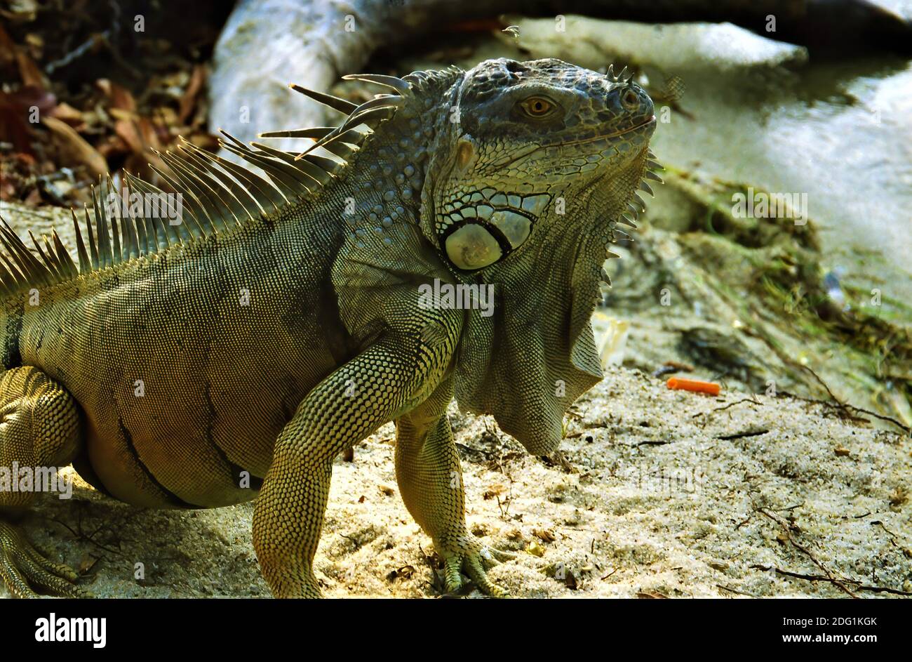 Ritratto di iguana seduto sulla sabbia della spiaggia vicino all'acqua, Belize, America Centrale Foto Stock