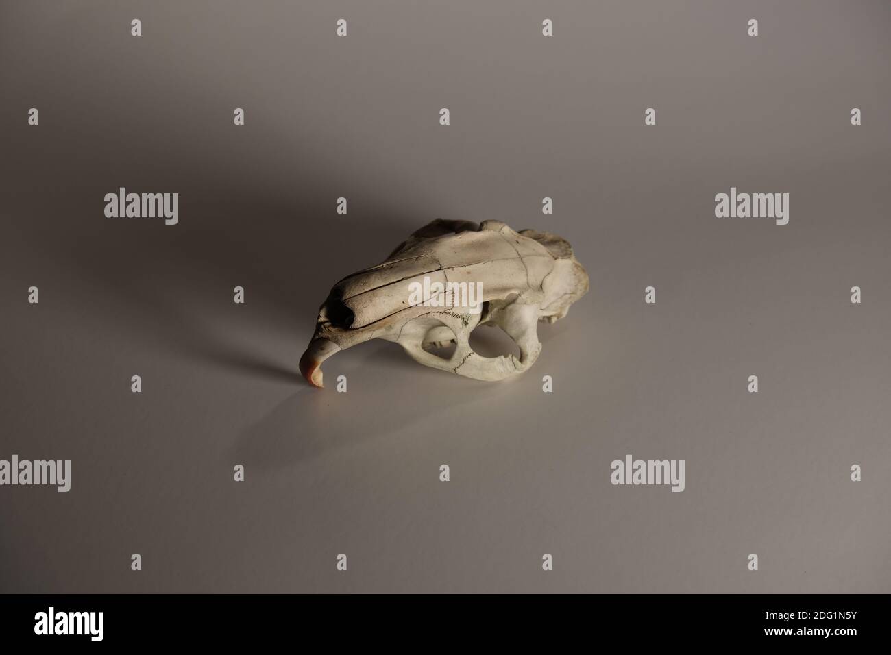 Cranio di ratto di nutria che ho trovato in un fossato in Lafayette, Louisiana Foto Stock