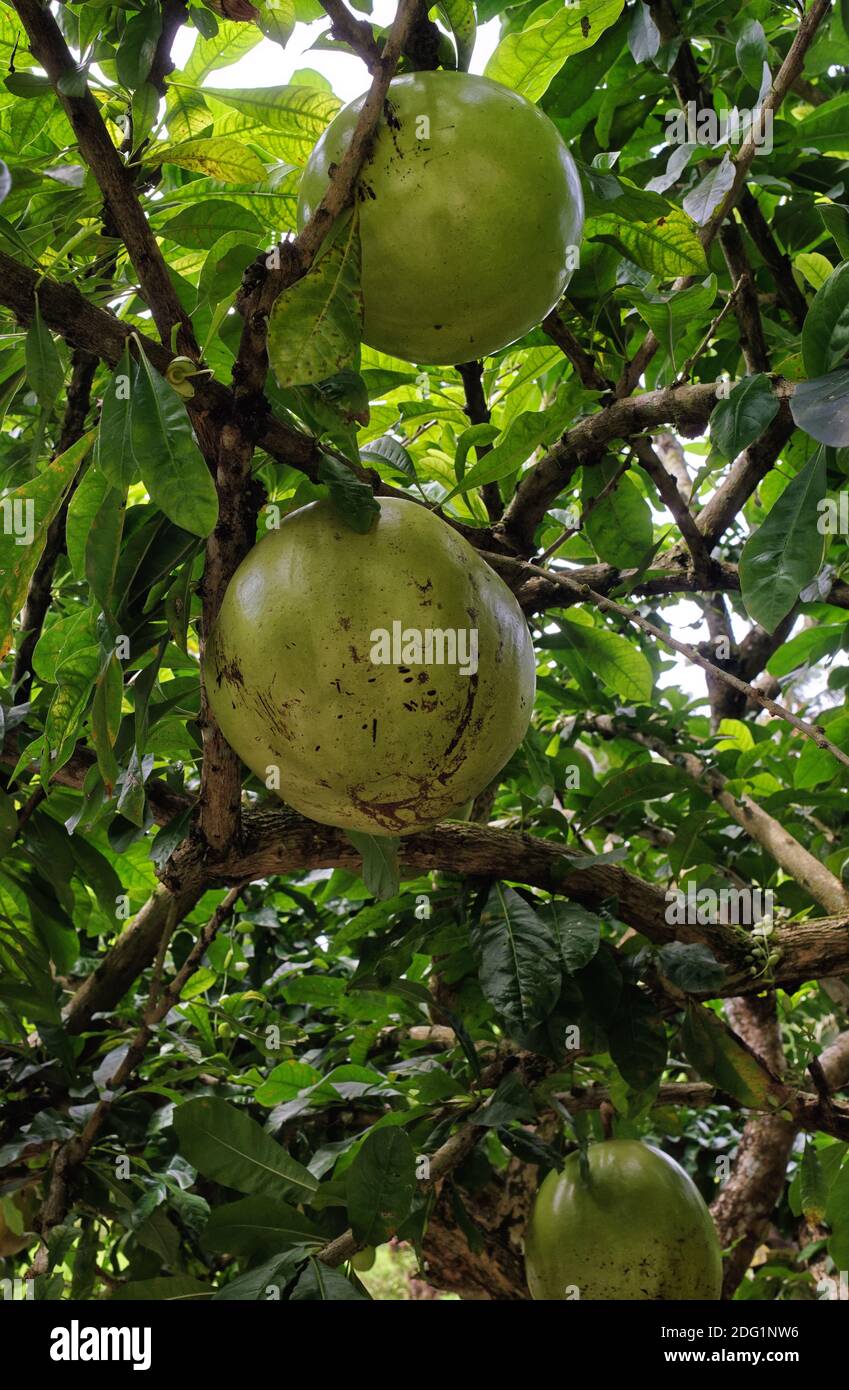 Grande guava appesa in un albero, Bali, Indonesia Foto Stock