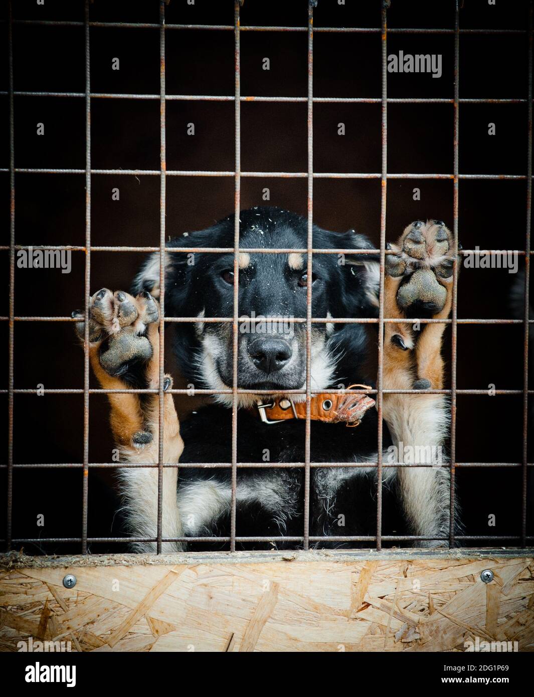 Concetto: Cane senza casa in rifugio cane dietro la recinzione in attesa di nuova casa Foto Stock