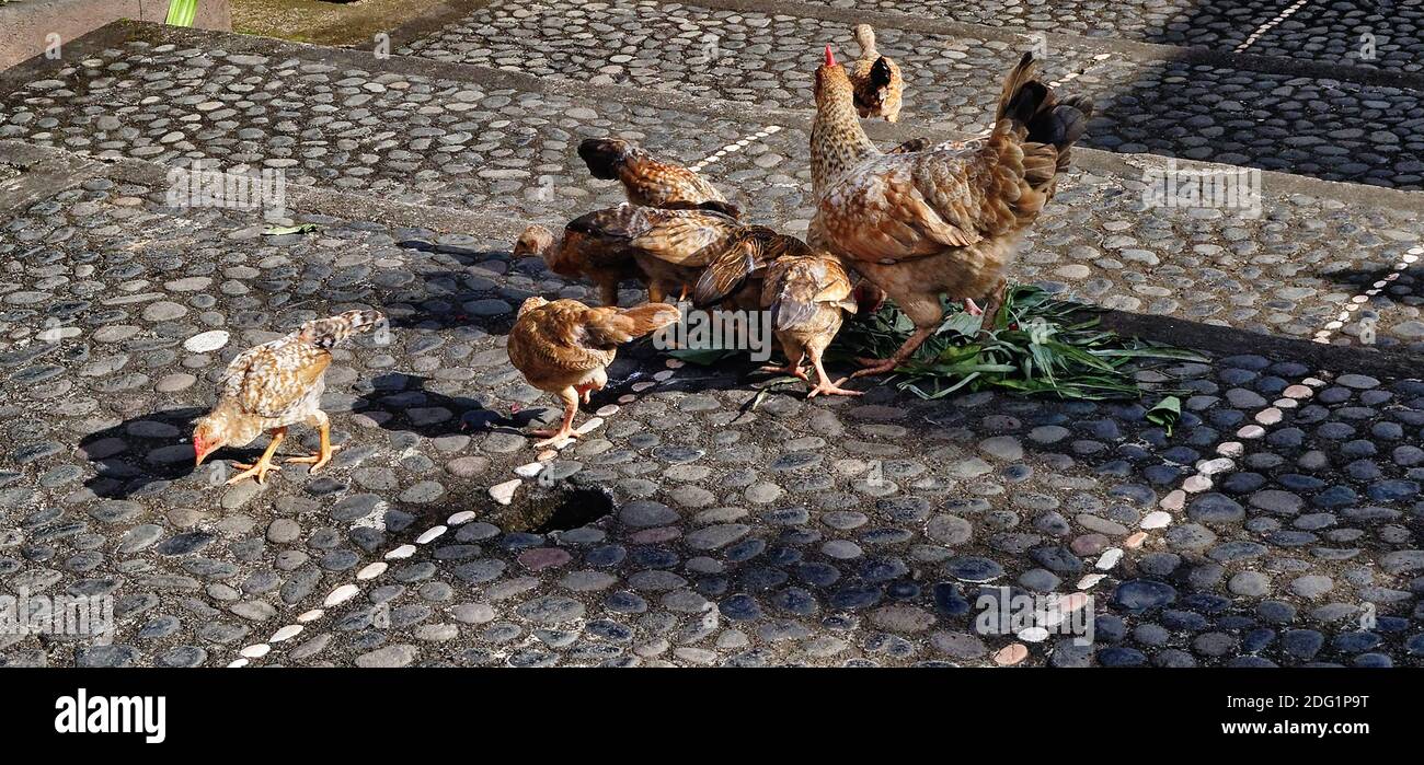 Polli mangiare cibo lasciato per loro in strada, Penglipuran modello villaggio, Bali, Indonesia Foto Stock