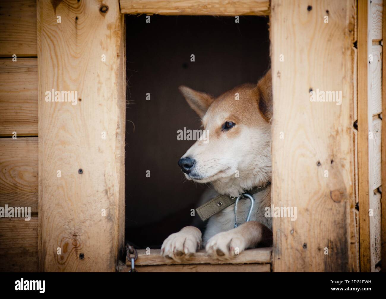 Cane triste in doghouse in attesa Foto Stock