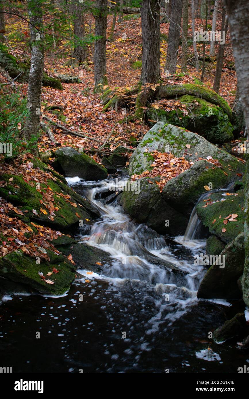 Le foglie di quercia caduto circondano un ruscello che scorre in ottobre nel New England. Foto Stock