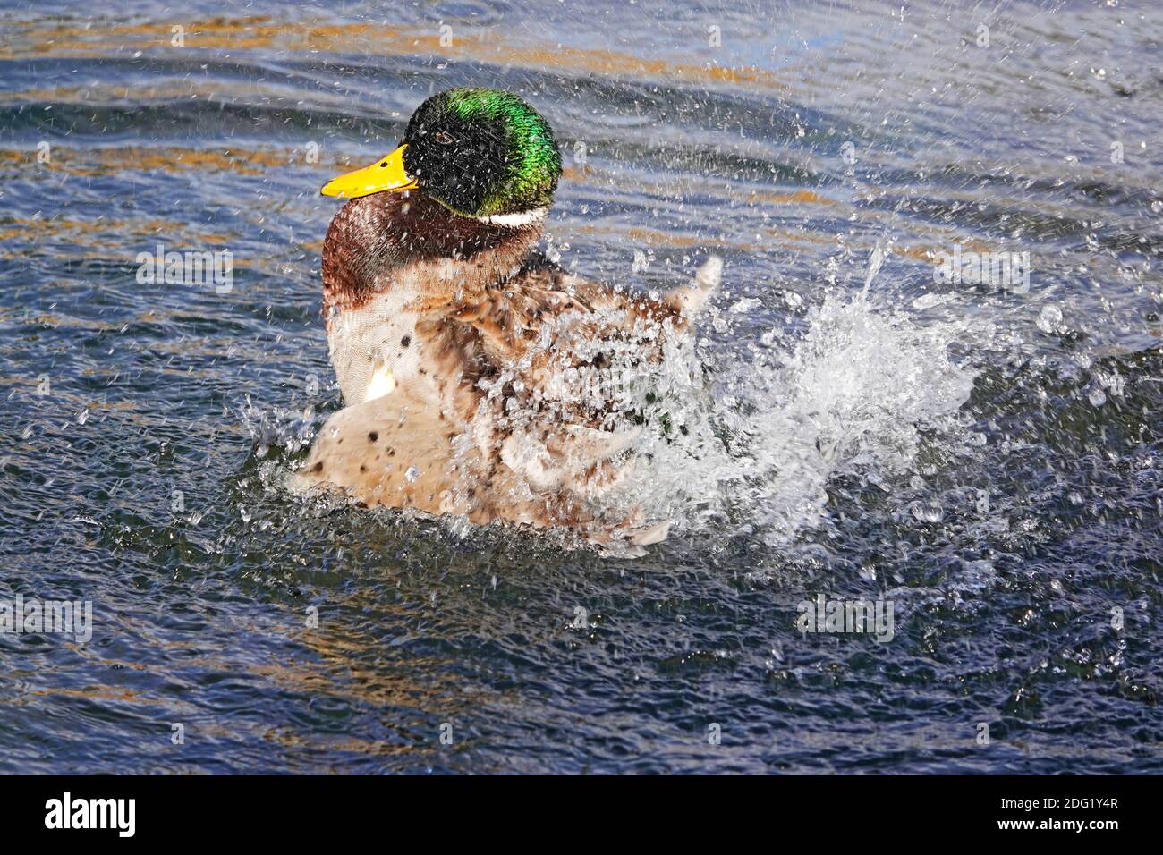 Un'anatra a forma di mallard drake preens le sue piume in un pomeriggio invernale soleggiato lungo il fiume Deschutes, nel centro dell'Oregon, vicino alla città di Bend. Foto Stock